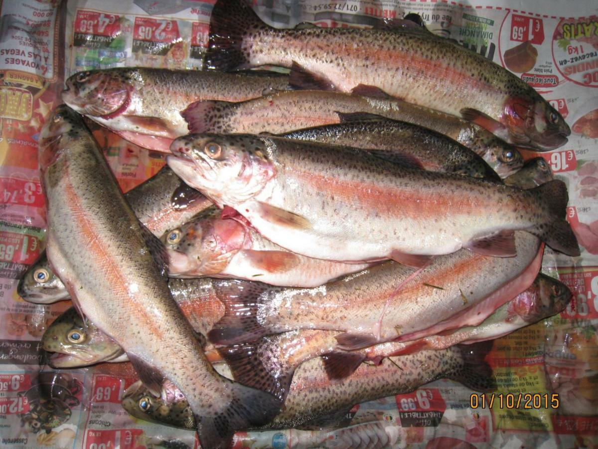 Florennes Gite Neuf 150 M2 Devant Un Grand Lac Prive De 2 Hectares Poissonneux Au Milieu Des Bois Zewnętrze zdjęcie